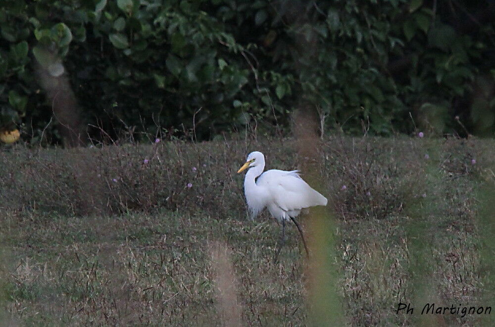 Grande Aigrette, identification