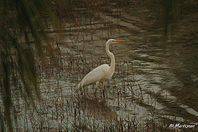 Grande Aigrette, identification