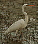 Grande Aigrette