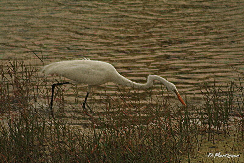 Grande Aigrette, identification, Comportement