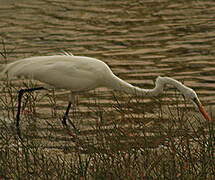 Grande Aigrette