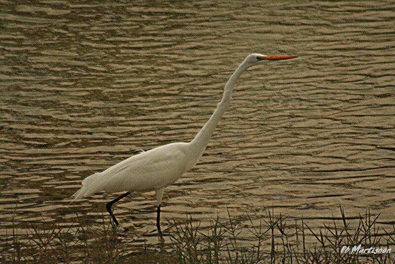 Great Egret, identification, Behaviour