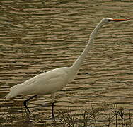 Grande Aigrette