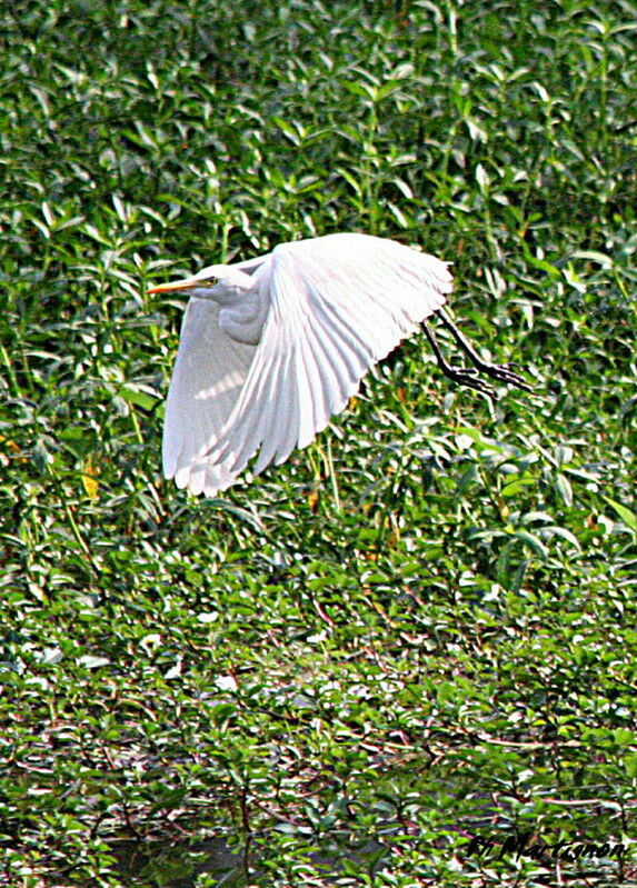 Great Egret, Flight