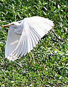 Grande Aigrette