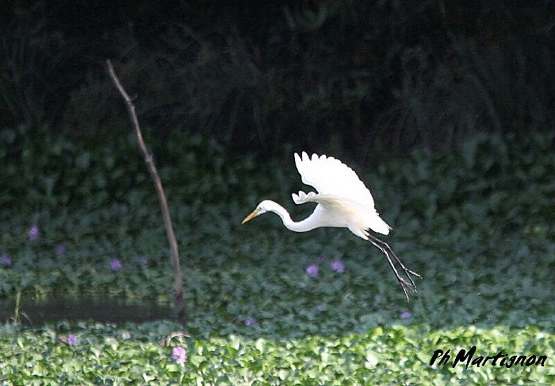 Grande Aigrette