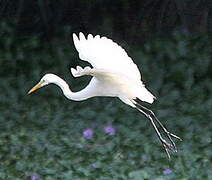 Grande Aigrette