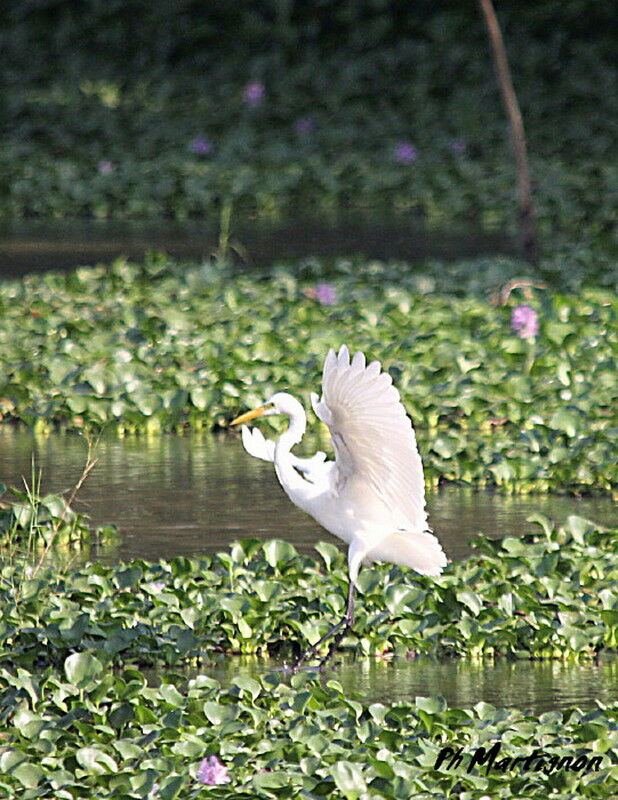 Great Egret