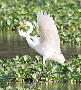 Grande Aigrette