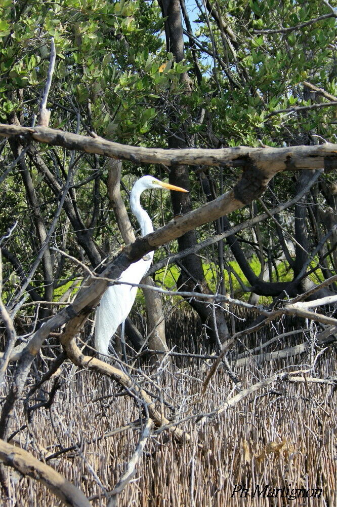 Great Egret, identification