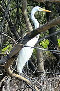 Great Egret