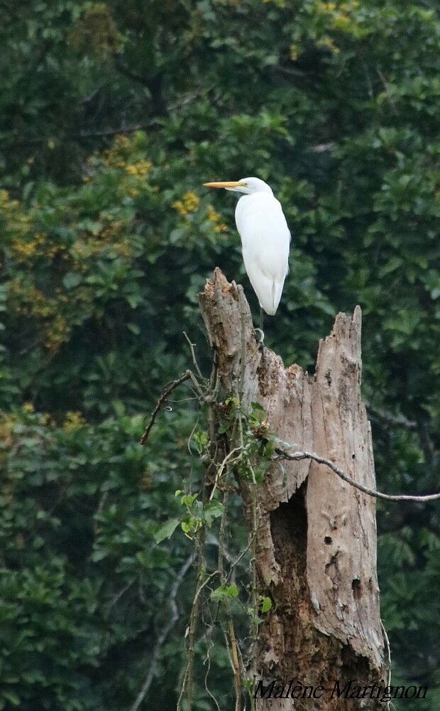 Grande Aigrette, identification