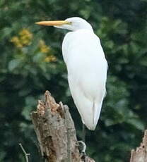 Grande Aigrette