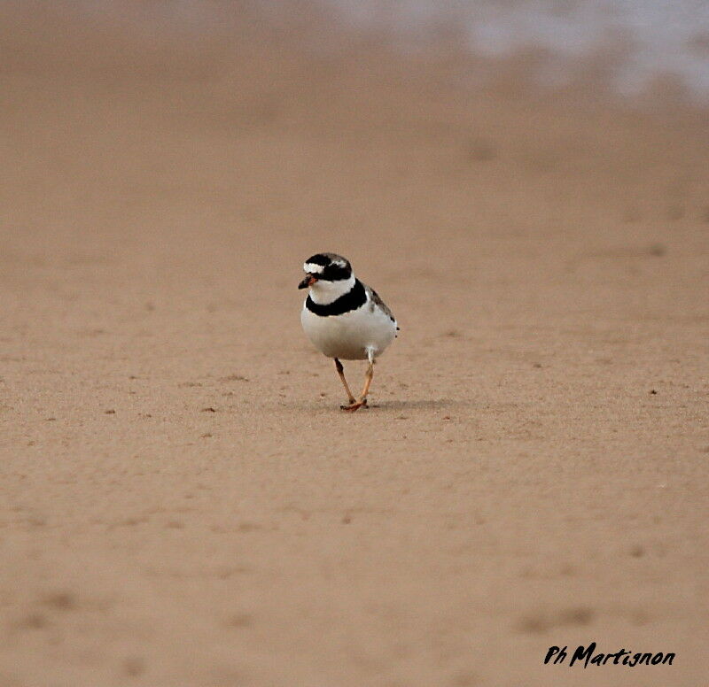 Semipalmated Plover