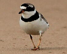 Semipalmated Plover