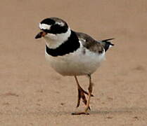 Semipalmated Plover