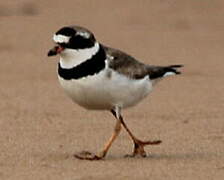 Semipalmated Plover