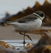 Semipalmated Plover