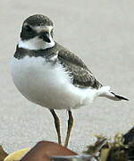 Semipalmated Plover