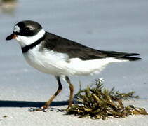 Semipalmated Plover