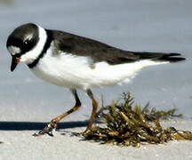 Semipalmated Plover
