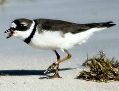 Semipalmated Plover