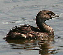 Pied-billed Grebe