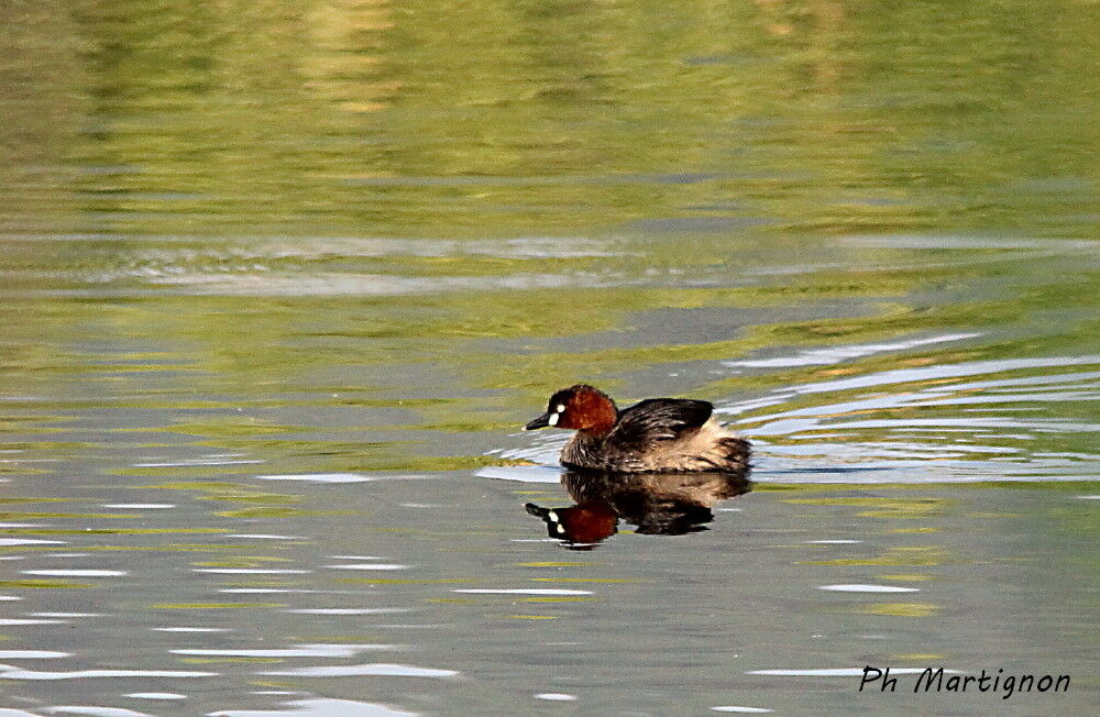 Australasian Grebe, identification, swimming