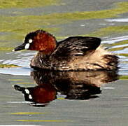 Australasian Grebe