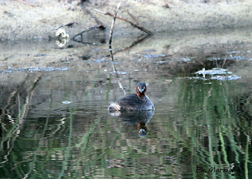 Grèbe australasien, identification, nage