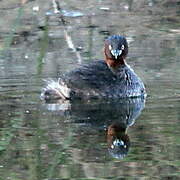 Australasian Grebe