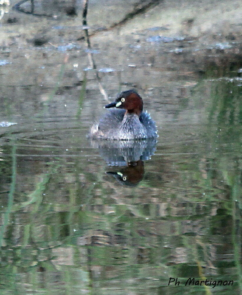 Australasian Grebe, identification, swimming