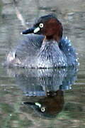 Australasian Grebe