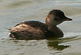 Little Grebe