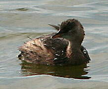 Little Grebe