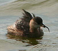 Little Grebe