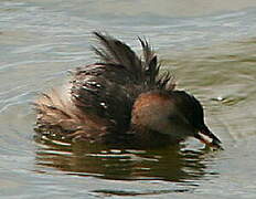 Little Grebe