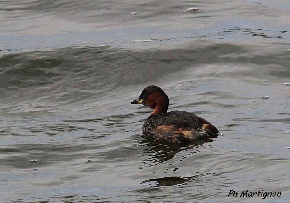 Little Grebe, identification