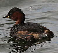 Little Grebe