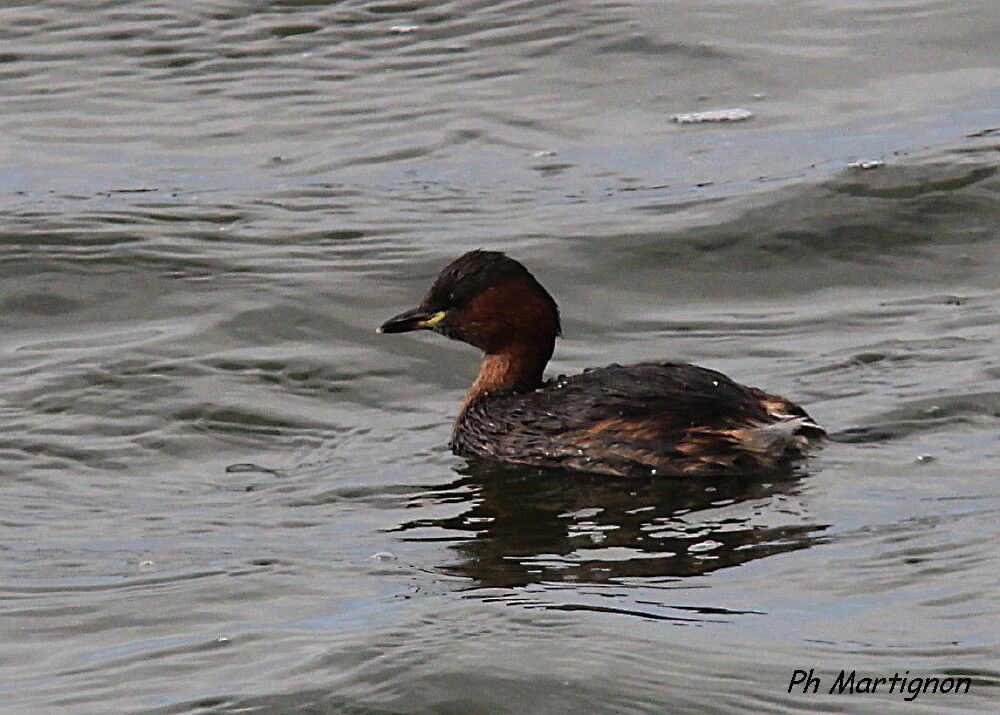 Little Grebe