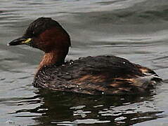 Little Grebe