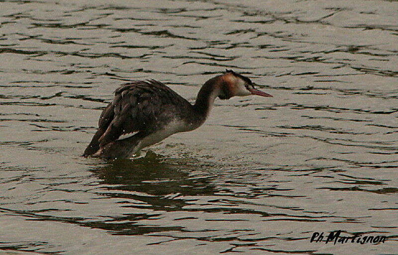 Great Crested Grebe