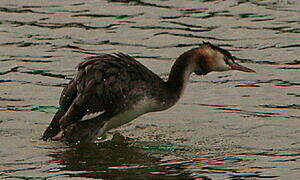 Great Crested Grebe