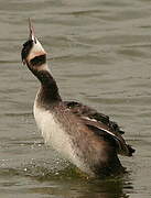 Great Crested Grebe