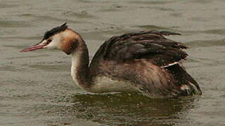 Great Crested Grebe