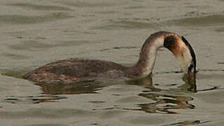 Great Crested Grebe