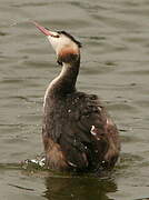 Great Crested Grebe