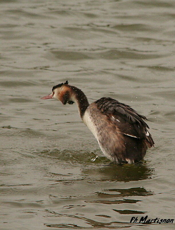 Great Crested Grebe