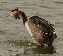 Great Crested Grebe