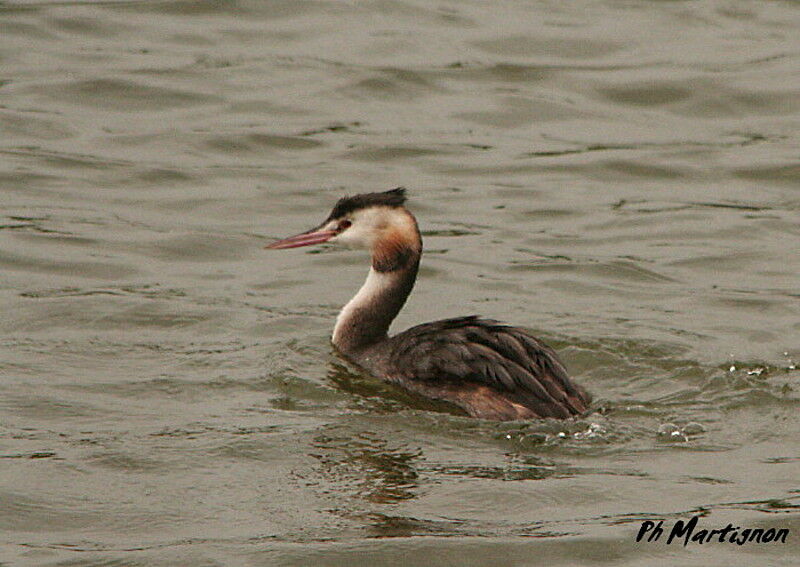 Great Crested Grebe